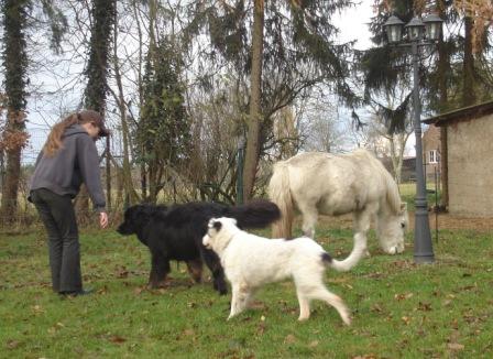 Pony Lara, Harry und Pflegehund Ilia