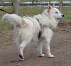 Warum möchte niemand Alfie adoptieren?