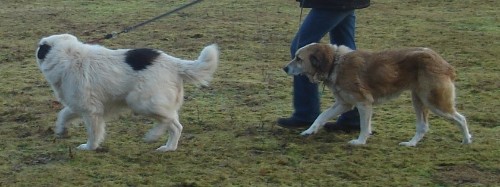 Zwei Traumhunde!